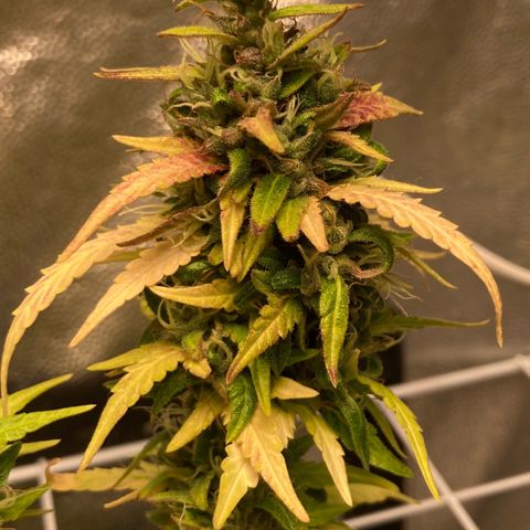 Fiona growlog timeline photo