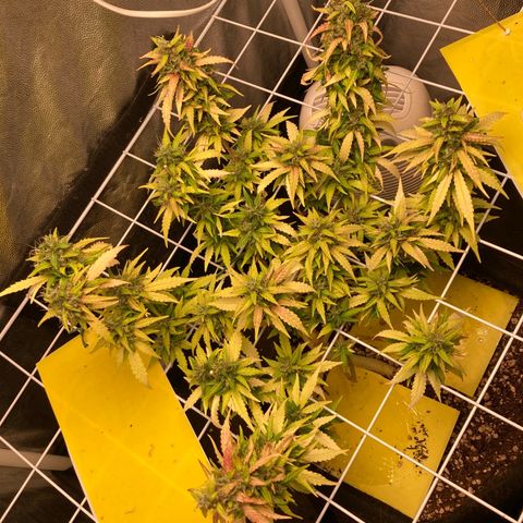 Fiona growlog timeline photo