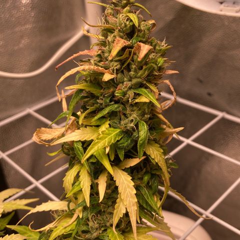 Fiona growlog timeline photo