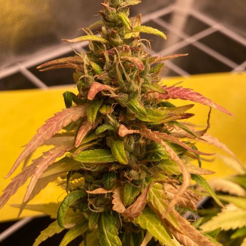 Fiona growlog timeline photo