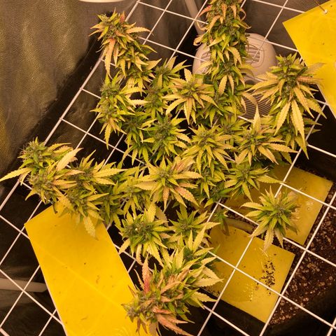 Fiona growlog timeline photo