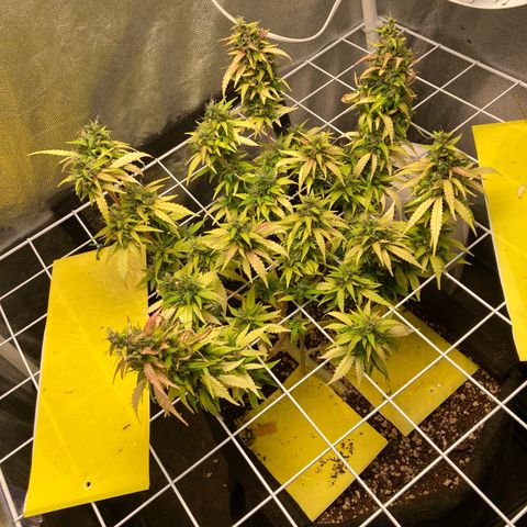 Fiona growlog timeline photo