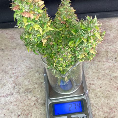 Fiona growlog timeline photo