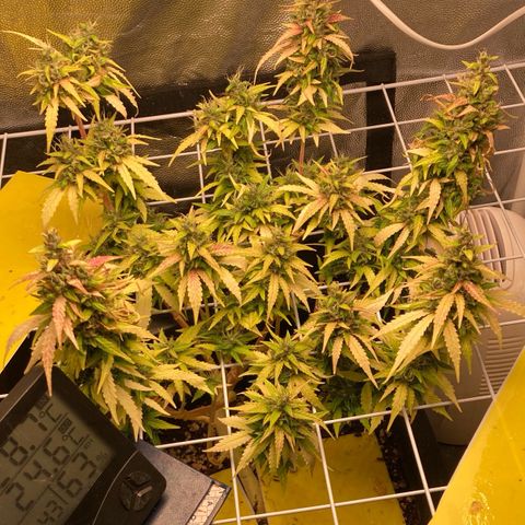 Fiona growlog photo: Novas colhidas