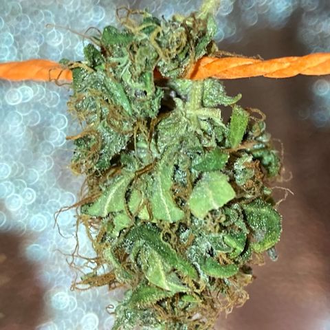 Fiona growlog timeline photo