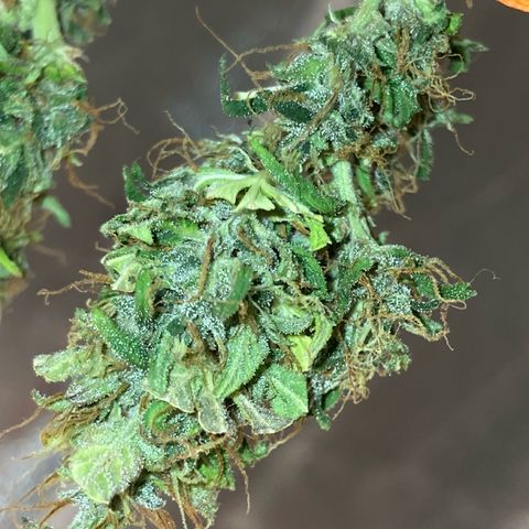 Fiona growlog timeline photo