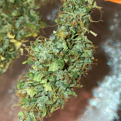 Fiona growlog timeline photo