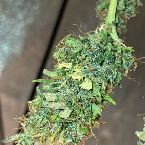 Fiona growlog timeline photo