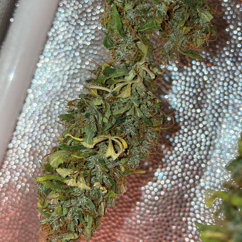 Fiona growlog timeline photo