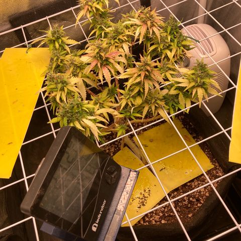 Fiona growlog timeline photo