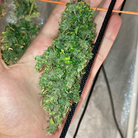 Fiona growlog timeline photo