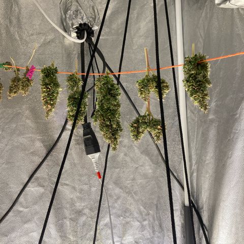 Fiona growlog timeline photo