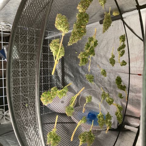 Fiona growlog timeline photo