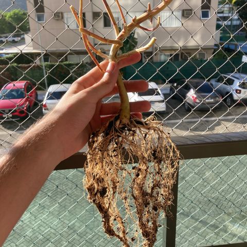 Fiona growlog timeline photo