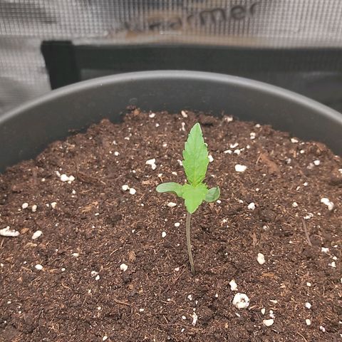 Guava growlog timeline photo