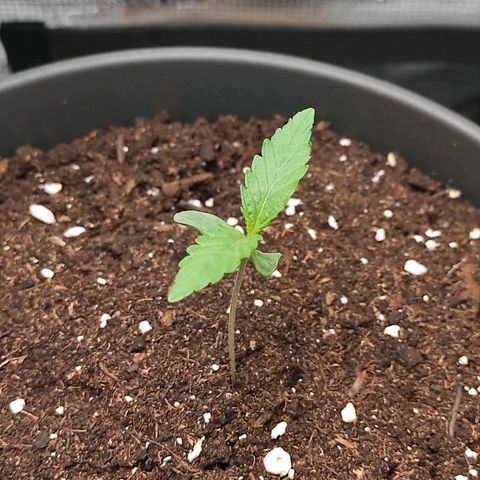 Guava growlog timeline photo