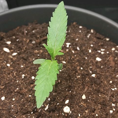 Guava growlog timeline photo