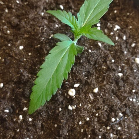 Guava growlog timeline photo