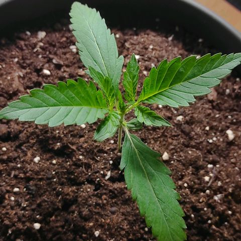 Guava growlog timeline photo