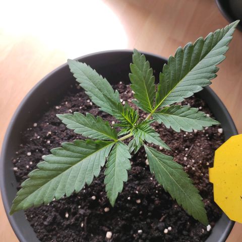 Guava growlog timeline photo