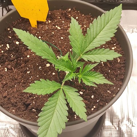 Guava growlog timeline photo