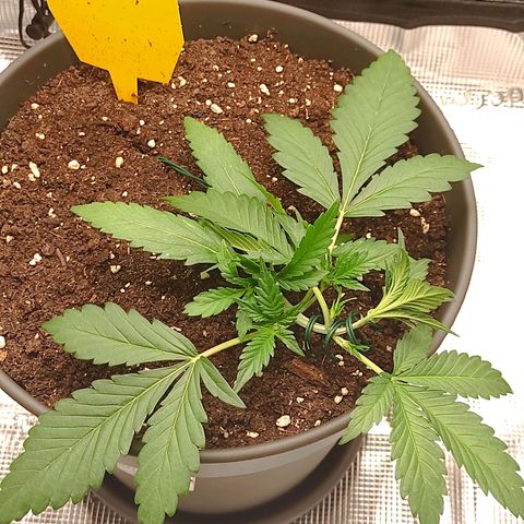Guava growlog timeline photo