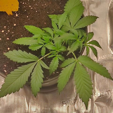 Guava growlog timeline photo