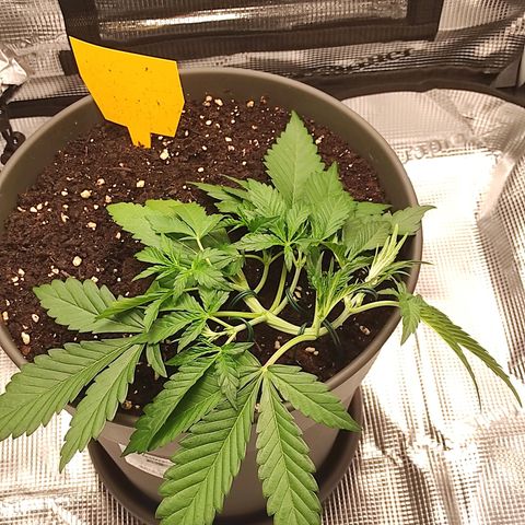 Guava growlog timeline photo