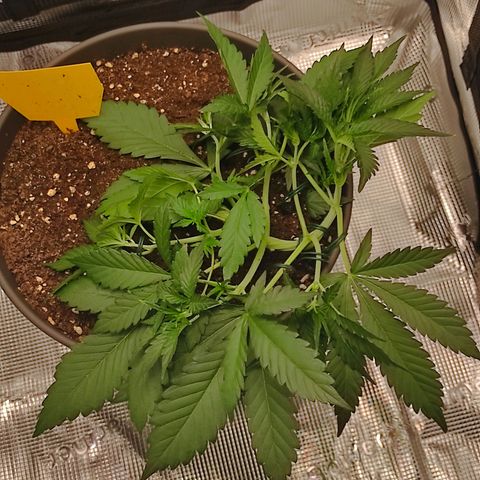 Guava growlog timeline photo