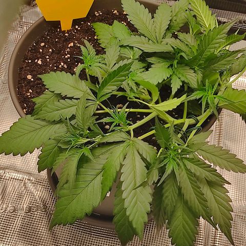 Guava growlog timeline photo