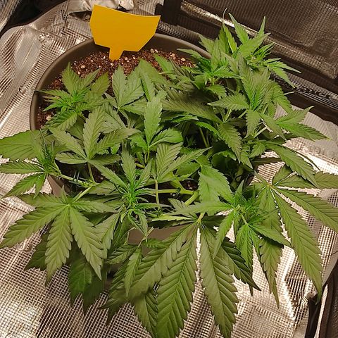 Guava growlog timeline photo