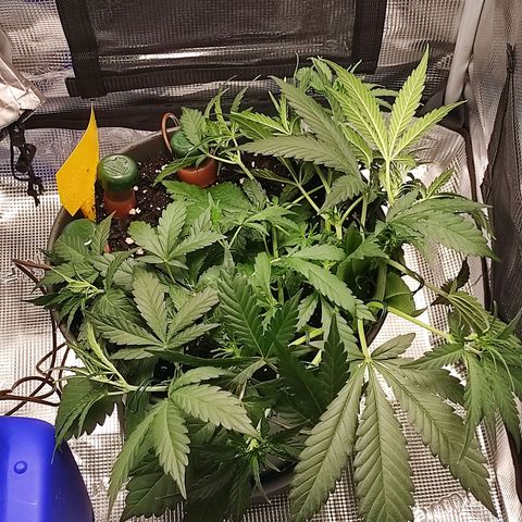 Guava growlog timeline photo