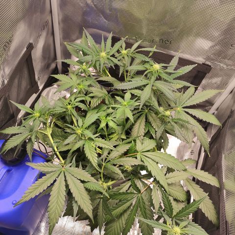 Guava growlog timeline photo