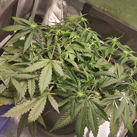 Guava growlog timeline photo
