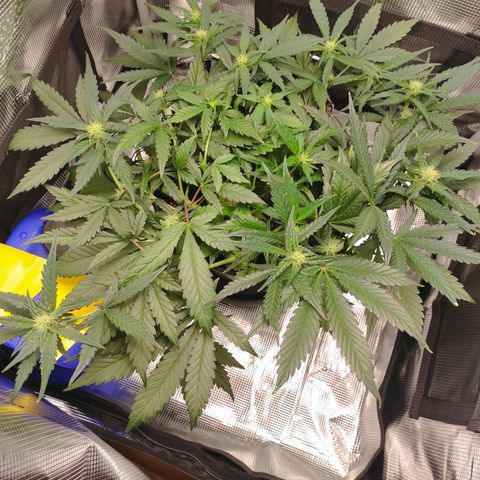 Guava growlog timeline photo