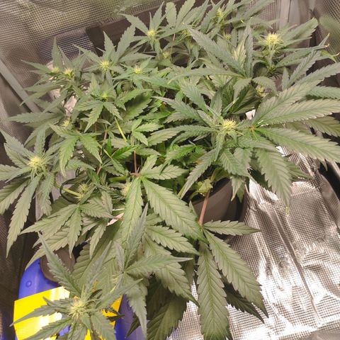 Guava growlog timeline photo