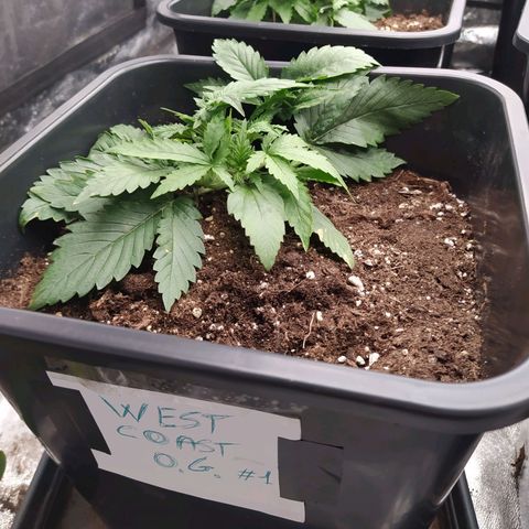 West Coast O.G. #1 growlog timeline photo
