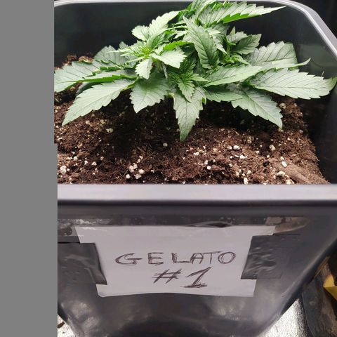 Gelato Auto #1 growlog timeline photo