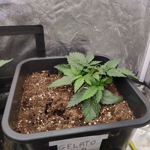 Gelato Auto #2 growlog timeline photo