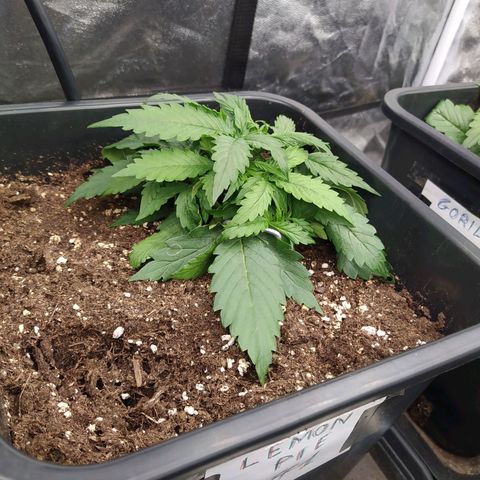 Lemon Pie Auto #1 growlog timeline photo
