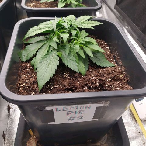 Lemon Pie Auto #2 growlog timeline photo