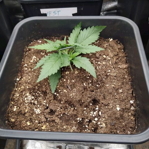 Original Auto OG Kush growlog timeline photo