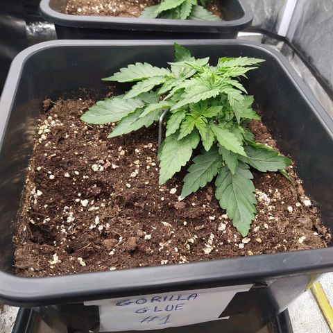 Gorilla Glue #1 growlog timeline photo