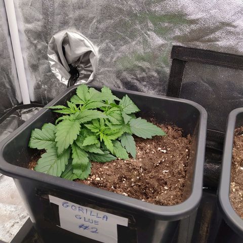 Gorilla Glue #2 growlog timeline photo