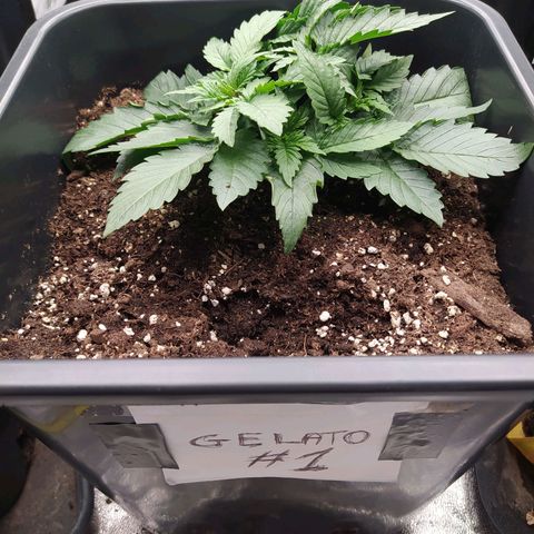 Gelato Auto #1 growlog timeline photo