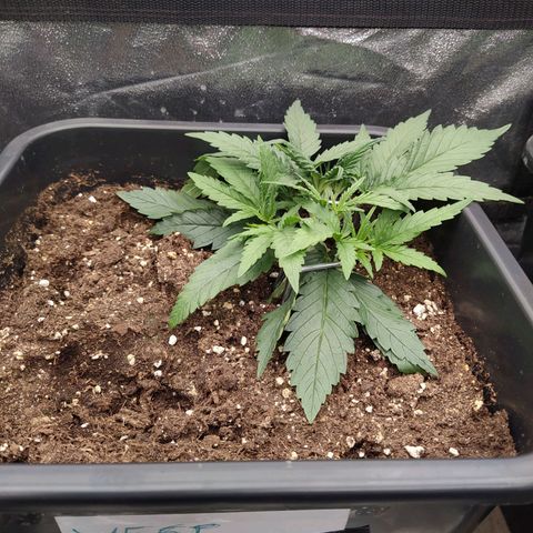 West Coast O.G. #2 growlog timeline photo