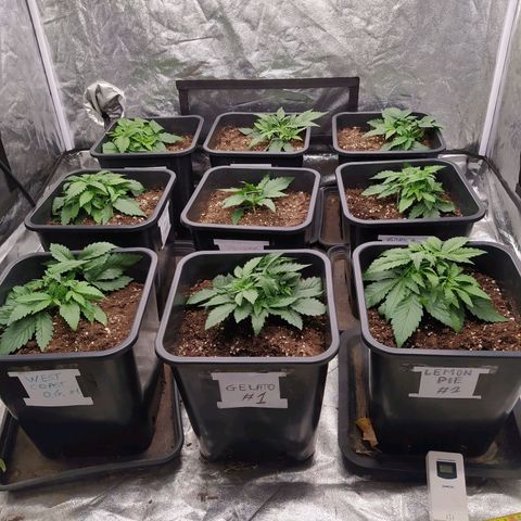 West Coast O.G. #2 growlog photo: Photos de groupe