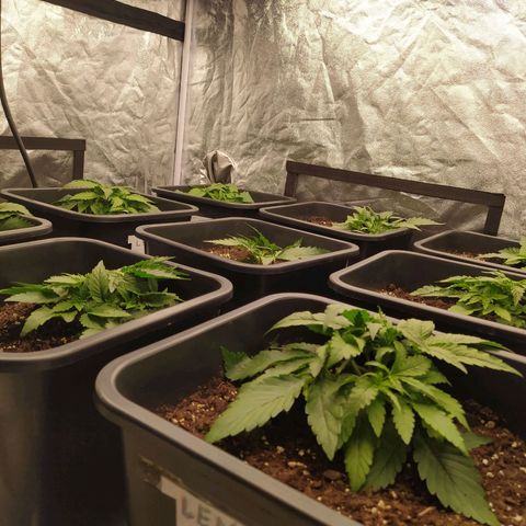 West Coast O.G. #2 growlog timeline photo