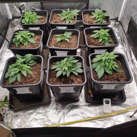 West Coast O.G. #2 growlog timeline photo