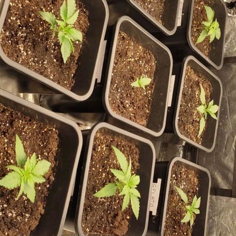 West Coast O.G. #2 growlog timeline photo